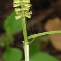 Basilicum polystachyon (L.) Moench